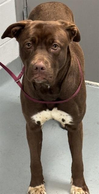 Enlarge NUTELLA, a Adoptable mixed breed in Saint Cloud, FL image 1/1