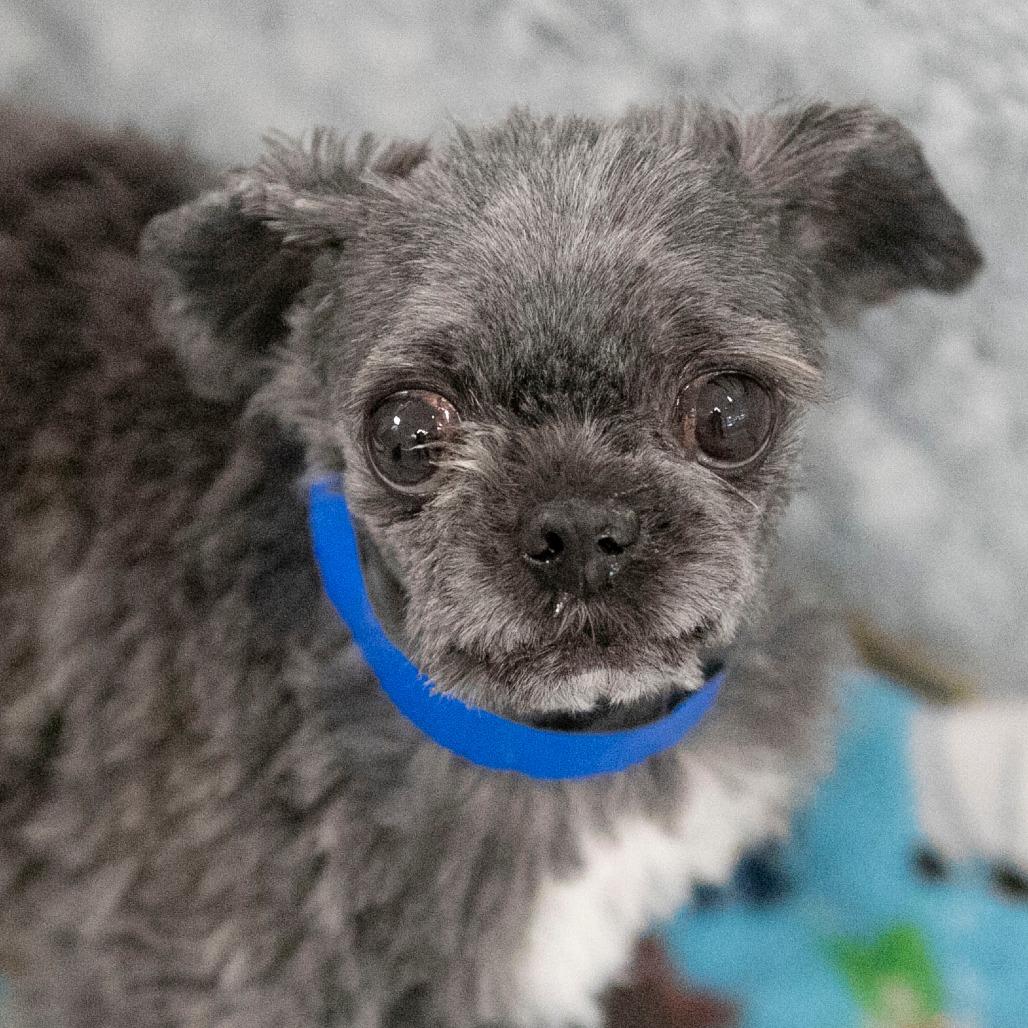 Eclipse (D25-57), Adoptable, Adult Male Shih Tzu & Yorkshire Terrier.