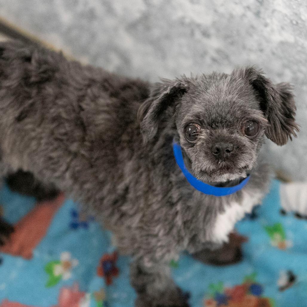 Enlarge Eclipse (D25-57), a Adoptable mixed breed in Peyton, CO image 2/5