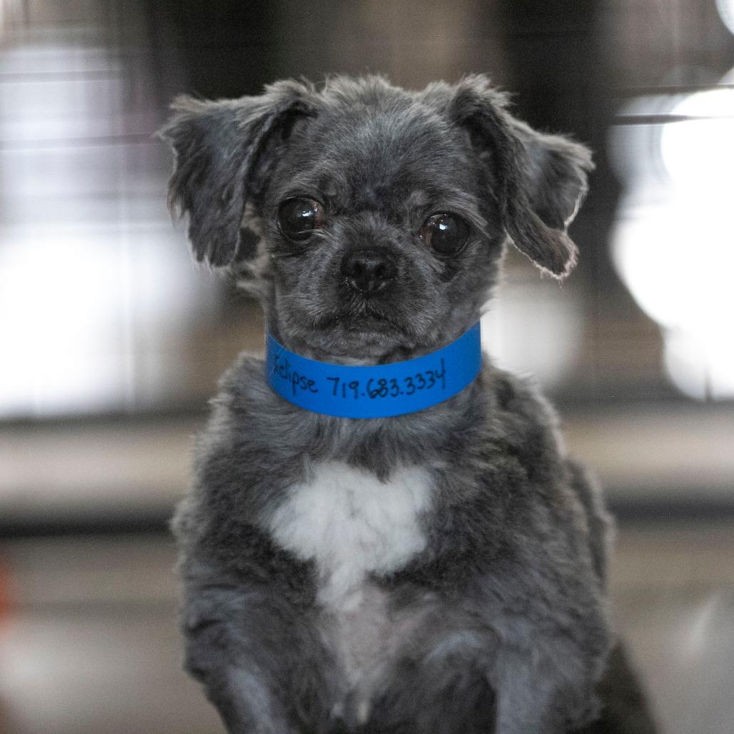 Enlarge Eclipse (D25-57), a Adoptable mixed breed in Peyton, CO image 3/5