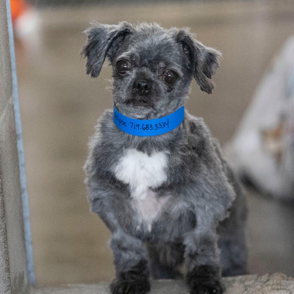 Enlarge Eclipse (D25-57), a Adoptable mixed breed in Peyton, CO image 4/5