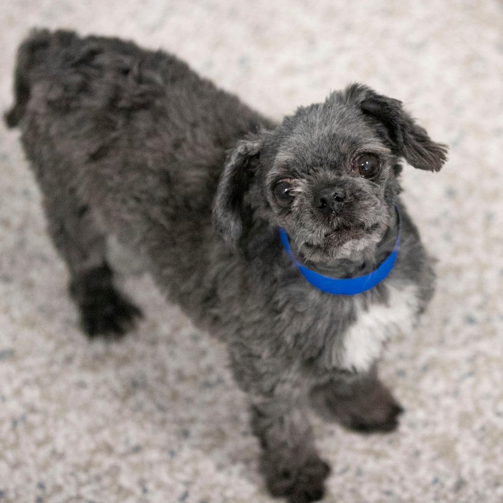 Enlarge Eclipse (D25-57), a Adoptable mixed breed in Peyton, CO image 5/5