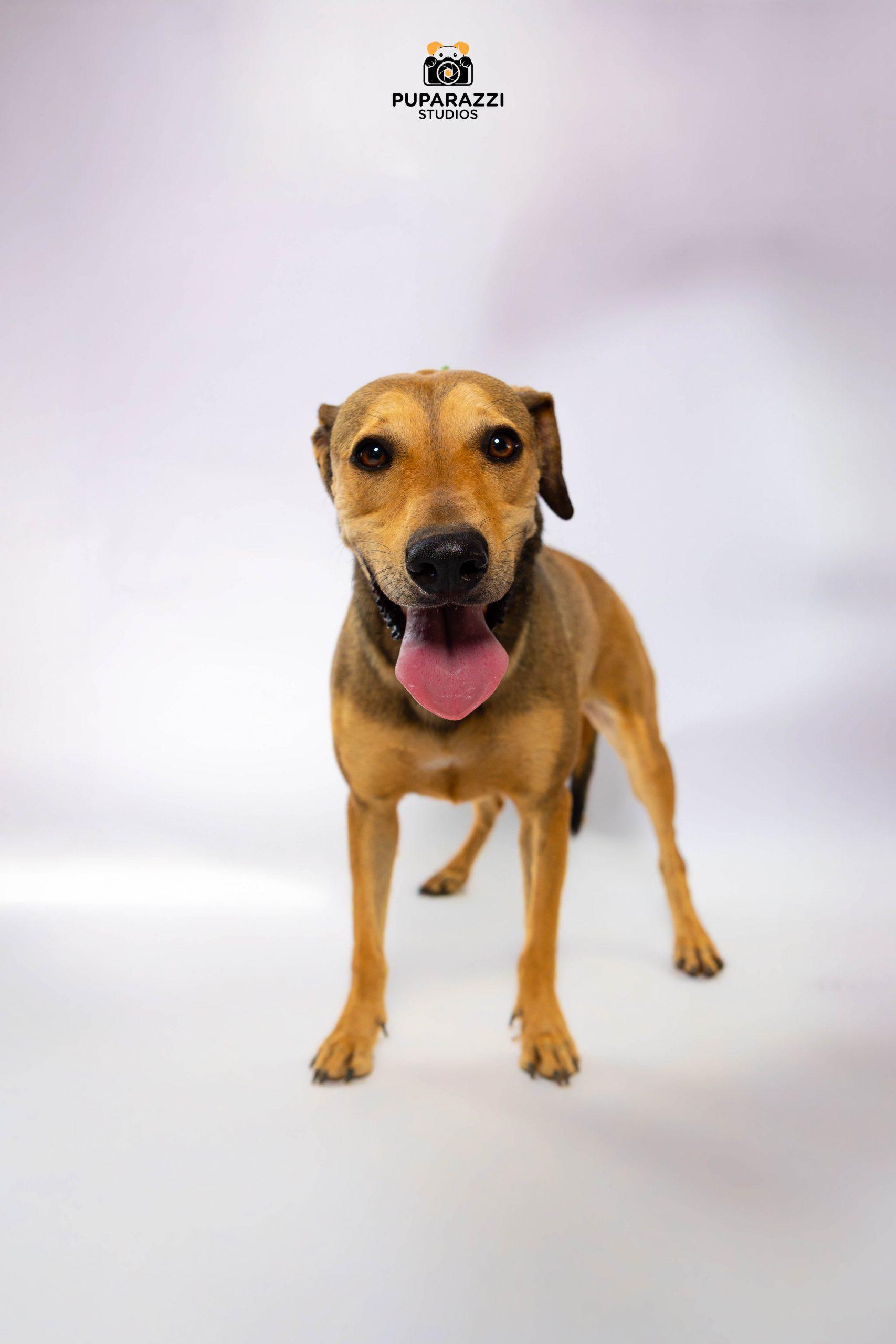 Nacho, Adoptable, Young Male Shepherd & Mixed Breed.