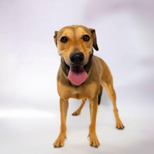 Nacho, a Adoptable mixed breed in Sullivan City, TX image 2/6