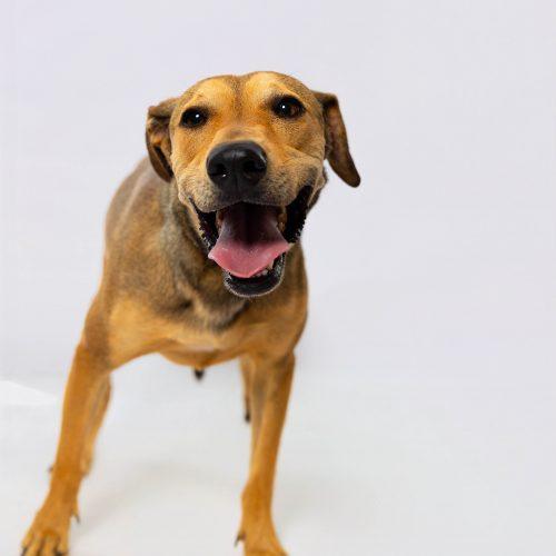Nacho, a Adoptable mixed breed in Sullivan City, TX image 3/6