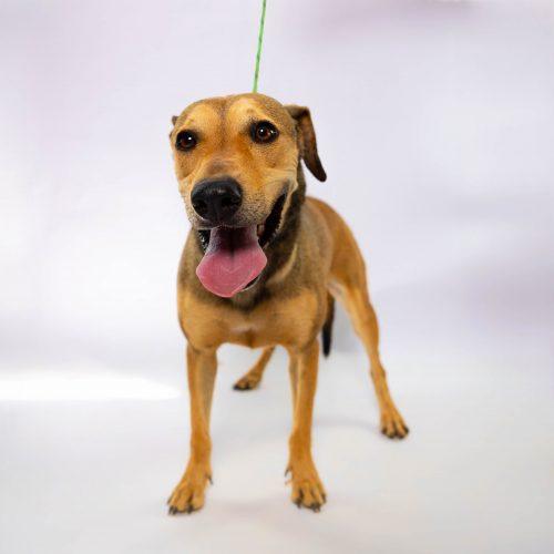 Nacho, a Adoptable mixed breed in Sullivan City, TX image 5/6