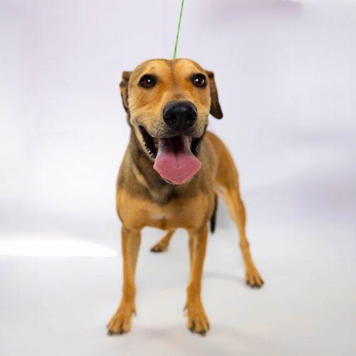 Nacho, a Adoptable mixed breed in Sullivan City, TX image 6/6