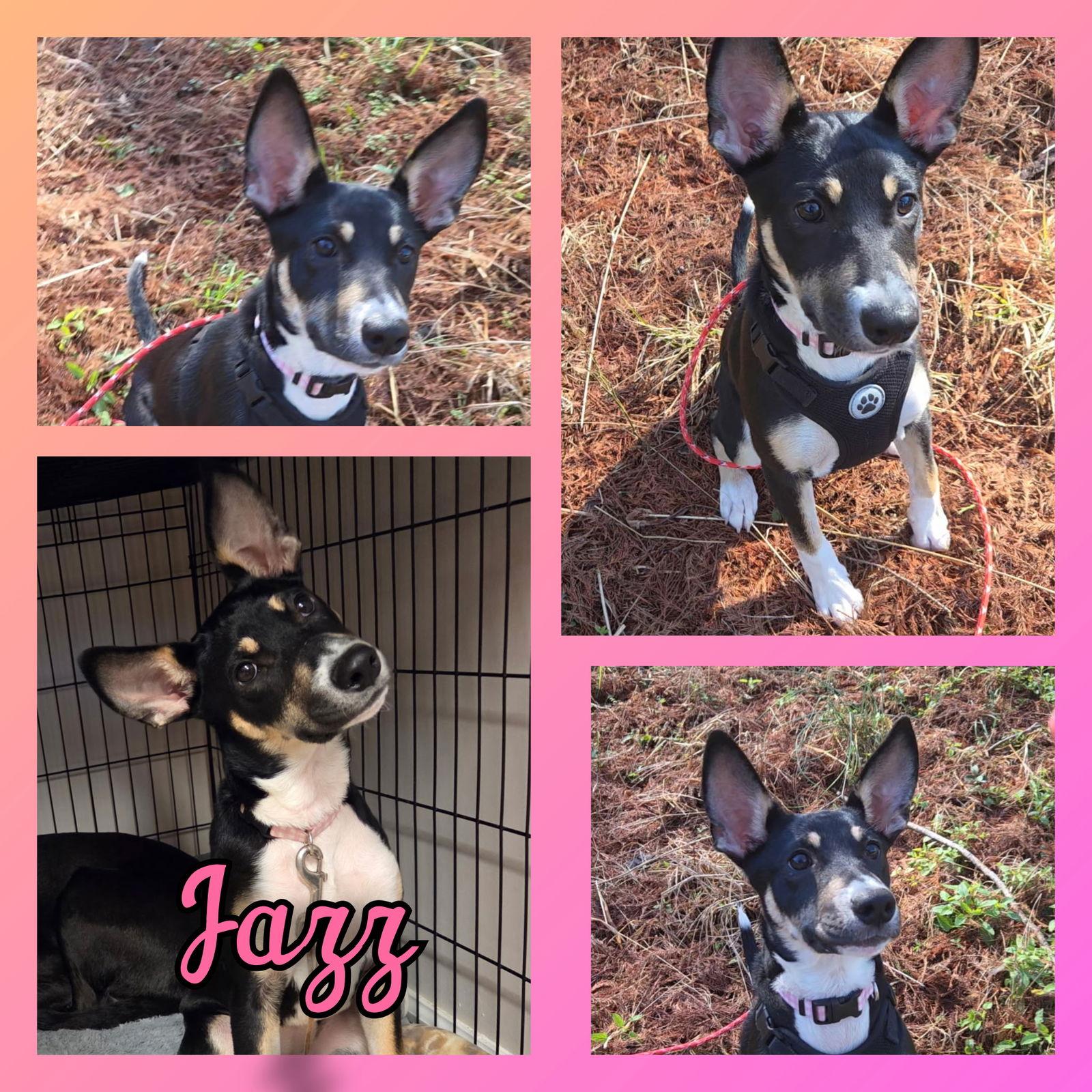 Jazz, Adopted, Young Female German Shepherd Dog.