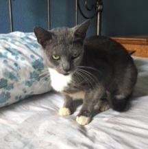 Hattie #cuddle-bunny, a Adoptable mixed breed in Houston, TX image 3/4