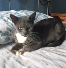 Hattie #cuddle-bunny, a Adoptable mixed breed in Houston, TX image 4/4