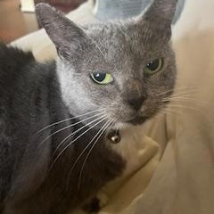 Hattie #cuddle-bunny, a Adoptable mixed breed in Houston, TX image 2/4