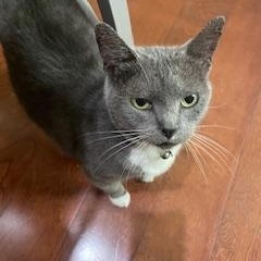 Hattie #cuddle-bunny, Adoptable, Adult Female Domestic Short Hair & Tuxedo.