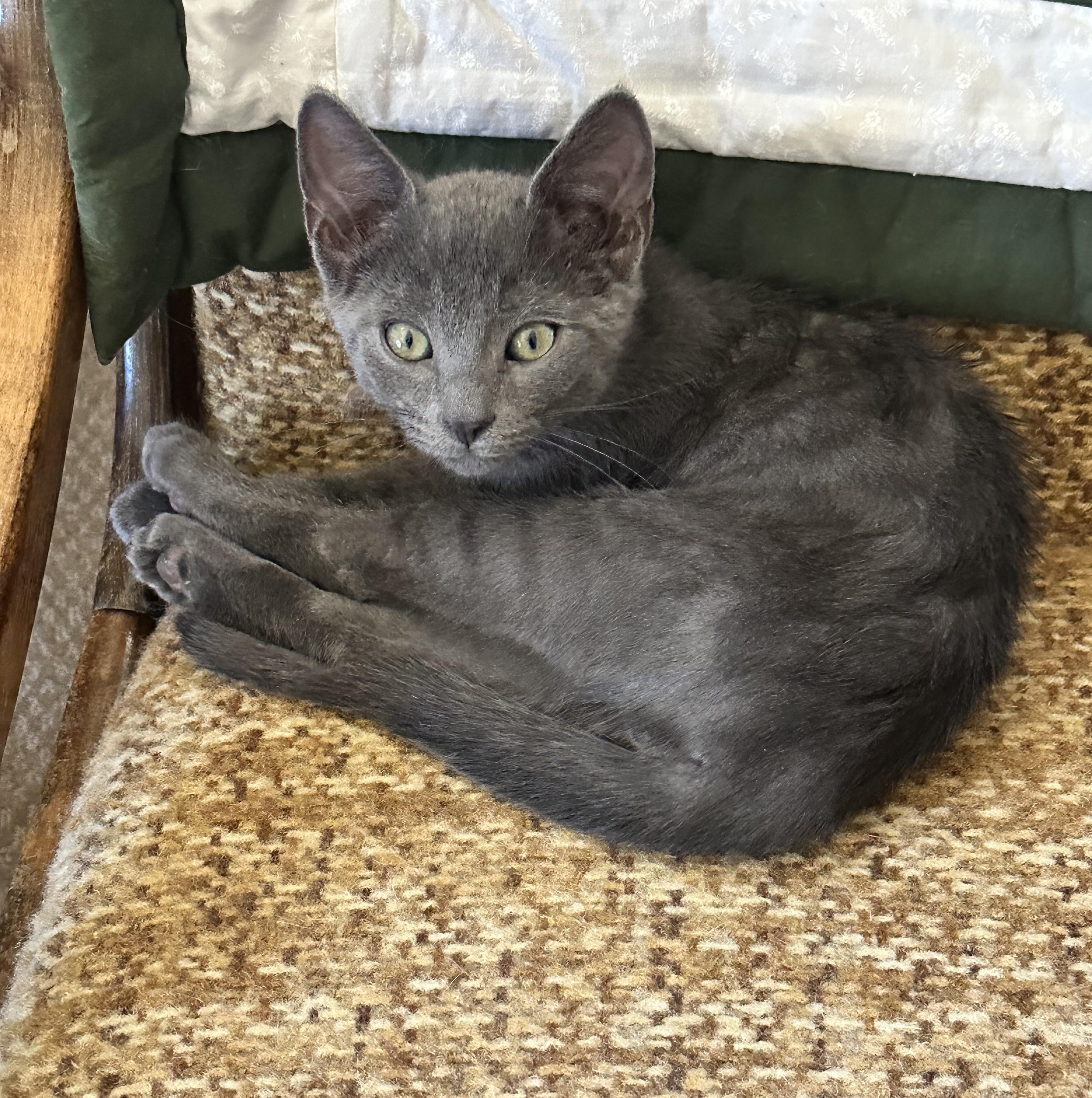 Enlarge Dipper - Playful, Purry, and Full of Love, a ADOPTABLE Domestic Short Hair in Prescott, AZ image 1/2