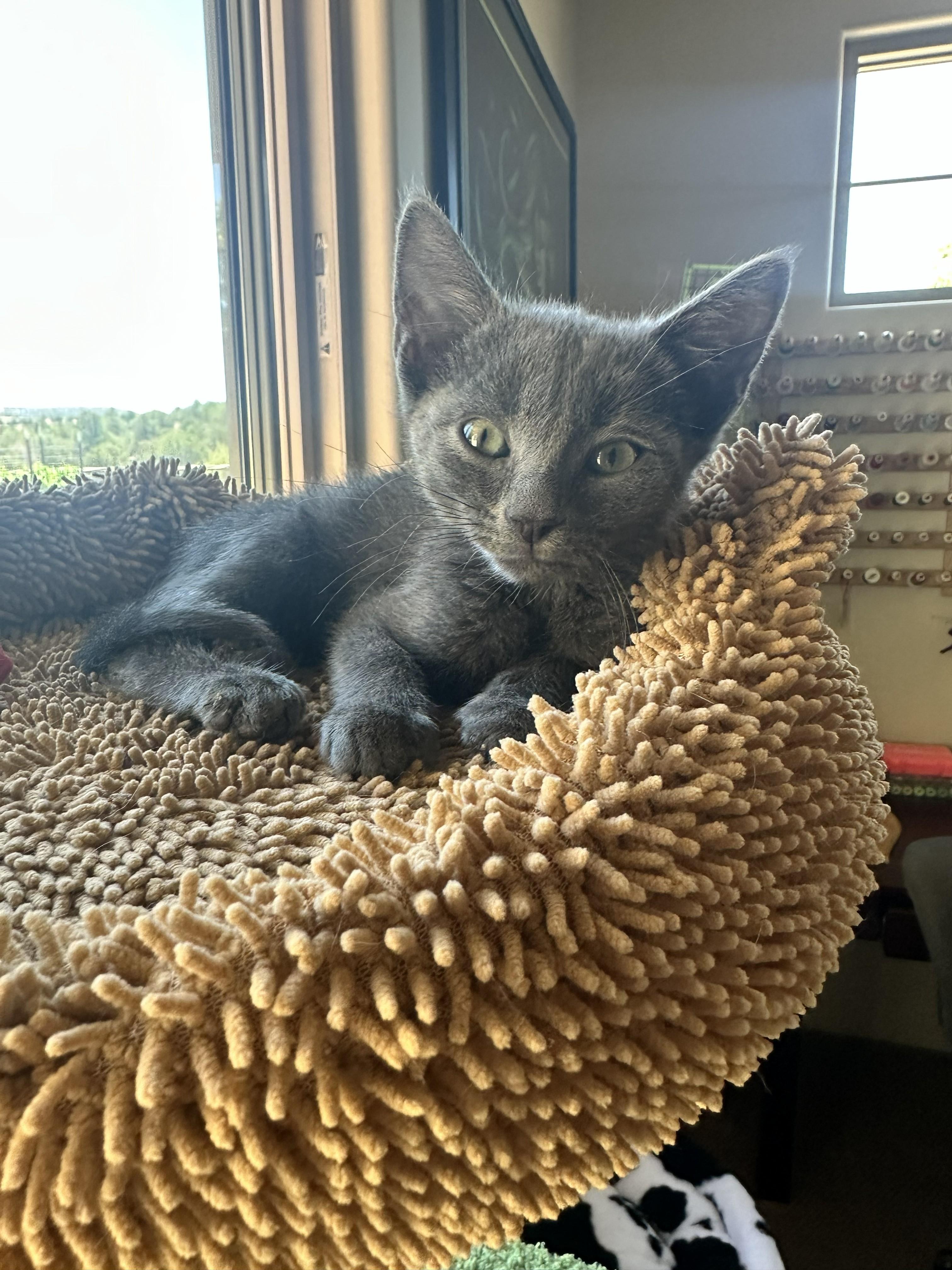 Enlarge Dipper - Playful, Purry, and Full of Love, a ADOPTABLE Domestic Short Hair in Prescott, AZ image 2/2