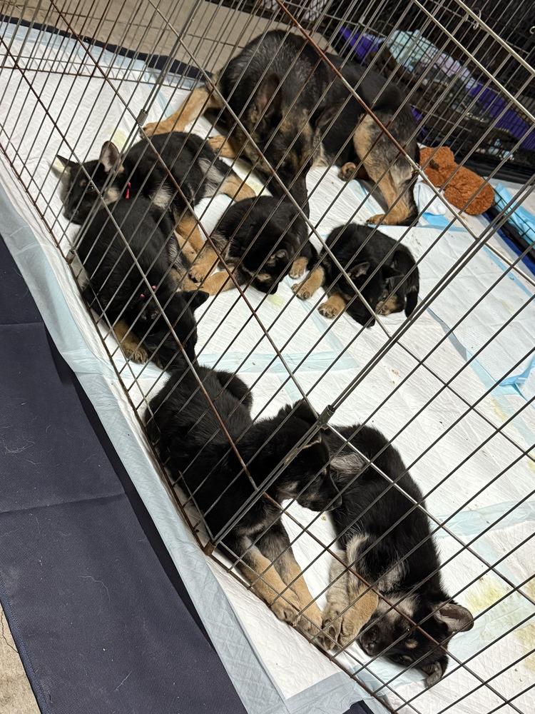 Puppy Tony, a Adoptable mixed breed in Fulton, CA image 2/4