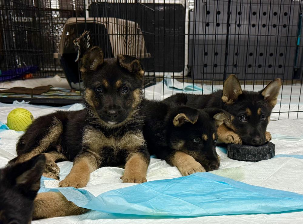 Puppy Tony, a Adoptable mixed breed in Fulton, CA image 3/4