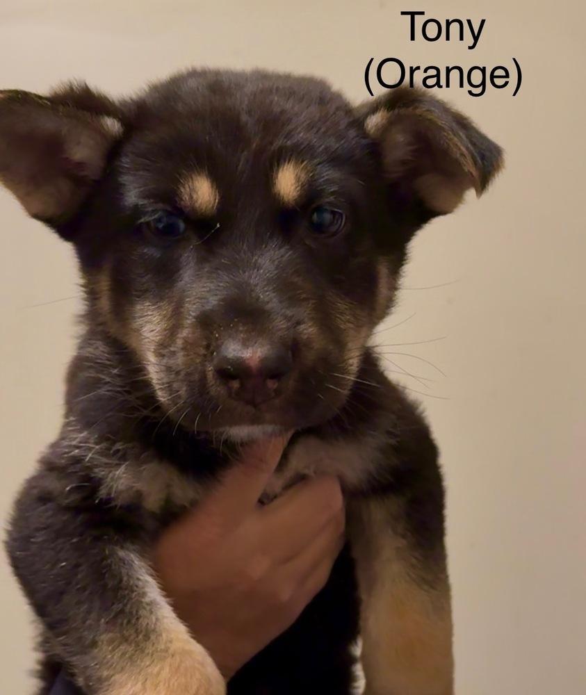 Puppy Tony, a Adoptable mixed breed in Fulton, CA image 4/4