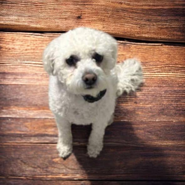 Storm - PENDING!, a Adoptable Poodle in Dallas, GA image 1/2