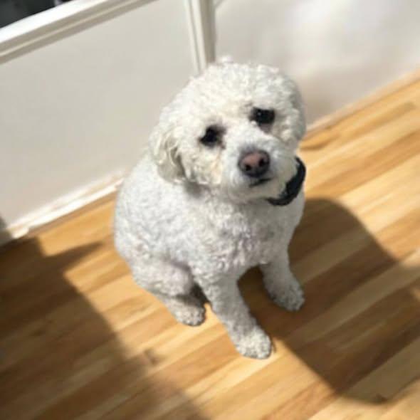 Storm - PENDING!, a Adoptable Poodle in Dallas, GA image 2/2