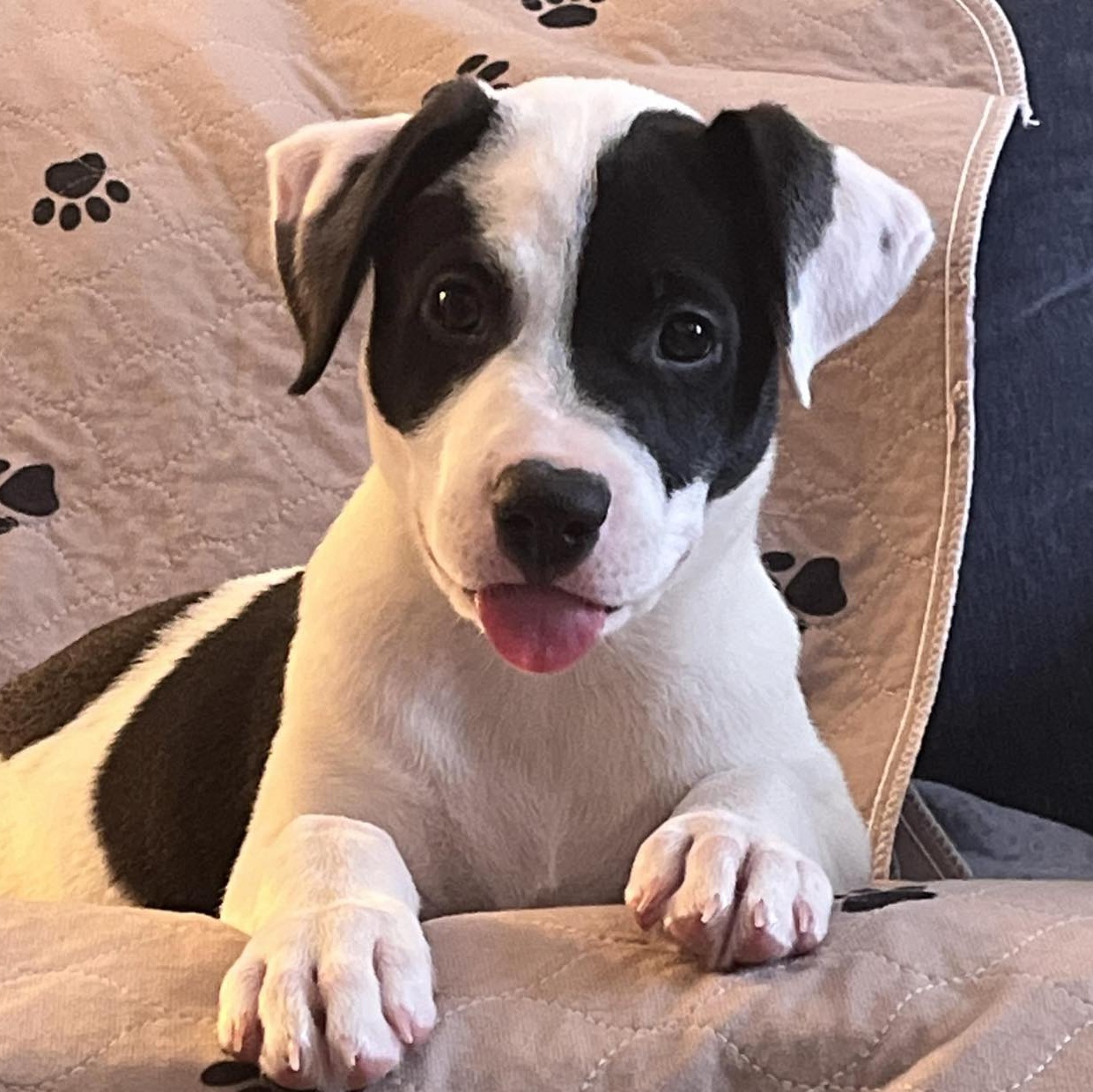 Sirius, a Adopted mixed breed in Houston, TX image 1/6