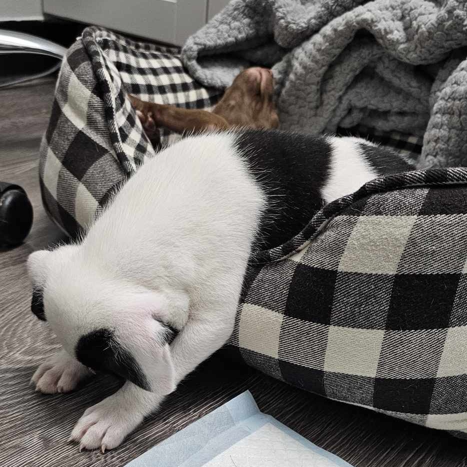 Sirius, a Adopted mixed breed in Houston, TX image 4/6