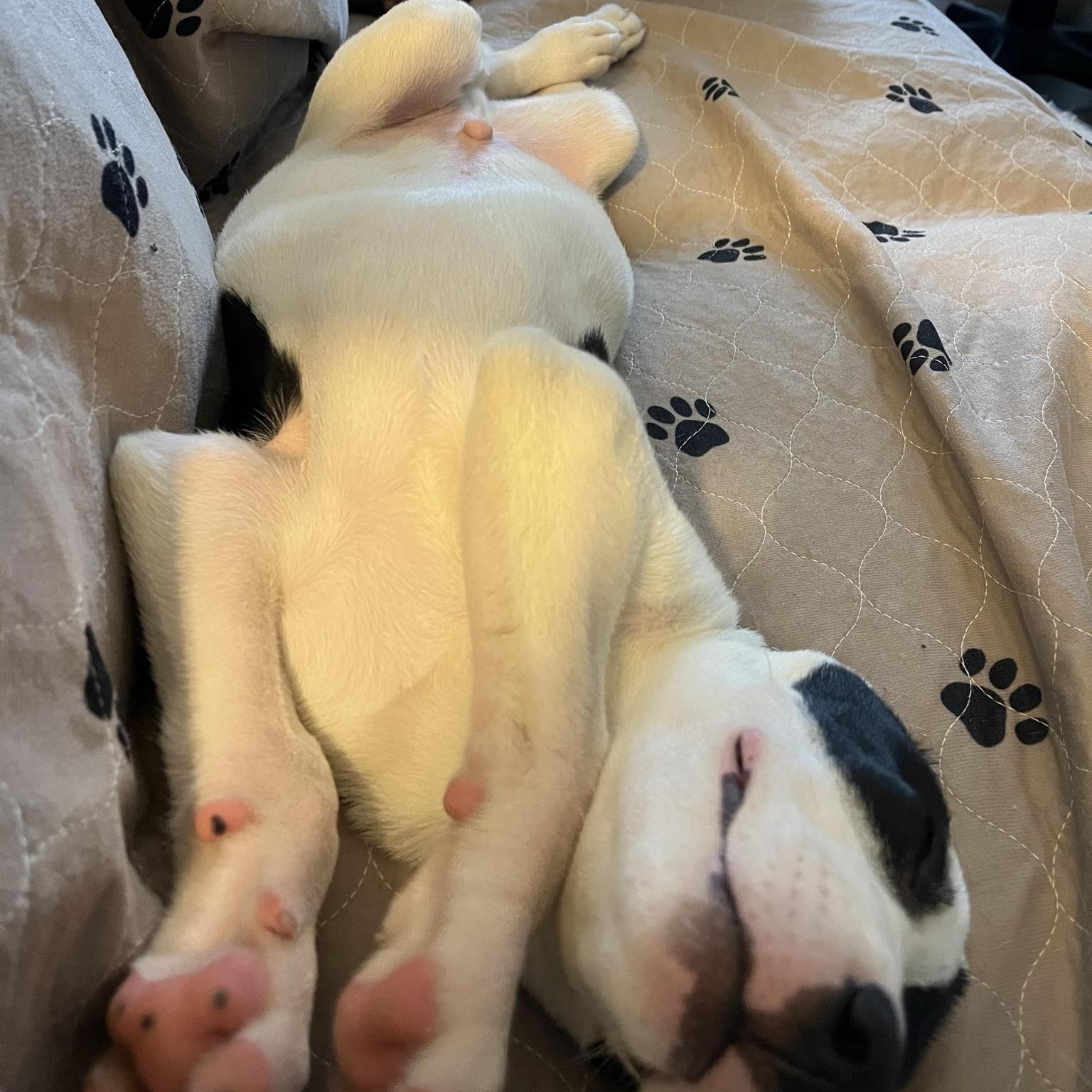 Sirius, a Adopted mixed breed in Houston, TX image 3/6