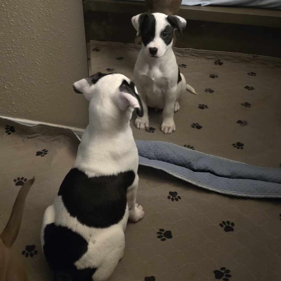 Sirius, a Adopted mixed breed in Houston, TX image 6/6