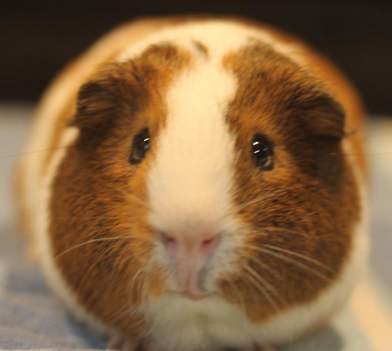 Enlarge Mango and Kiwi, a Adoptable Guinea Pig in Budd Lake, NJ image 2/6