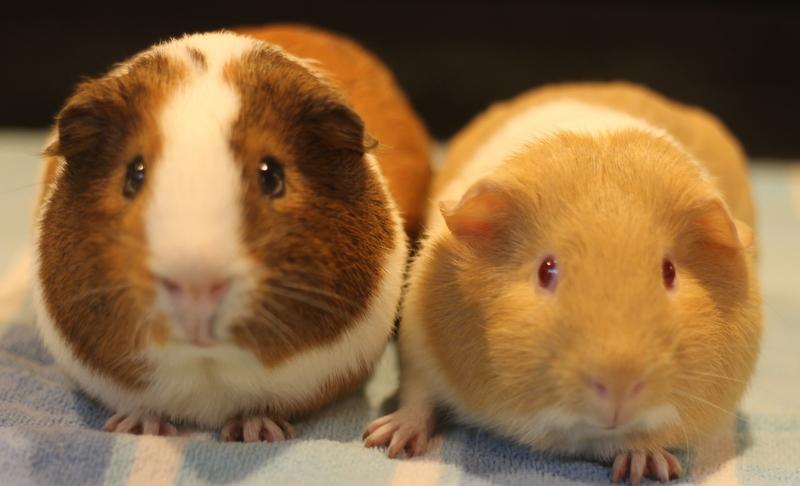 Enlarge Mango and Kiwi, a Adoptable Guinea Pig in Budd Lake, NJ image 1/6