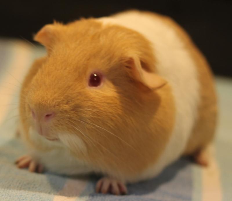 Enlarge Mango and Kiwi, a Adoptable Guinea Pig in Budd Lake, NJ image 5/6