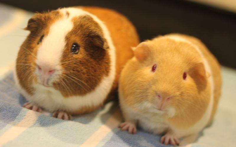 Enlarge Mango and Kiwi, a Adoptable Guinea Pig in Budd Lake, NJ image 4/6