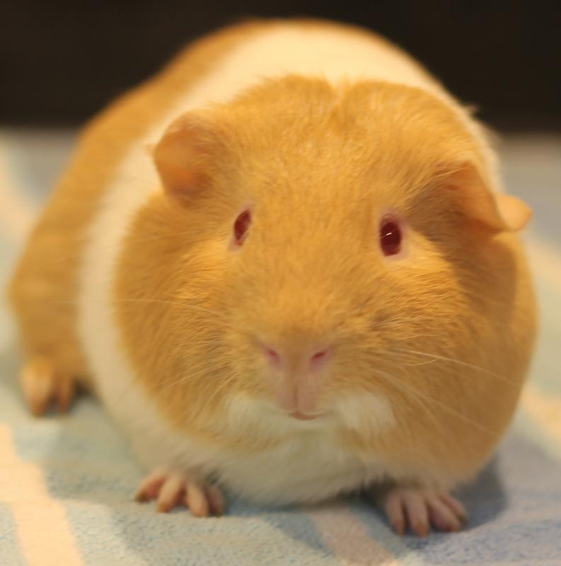 Enlarge Mango and Kiwi, a Adoptable Guinea Pig in Budd Lake, NJ image 6/6