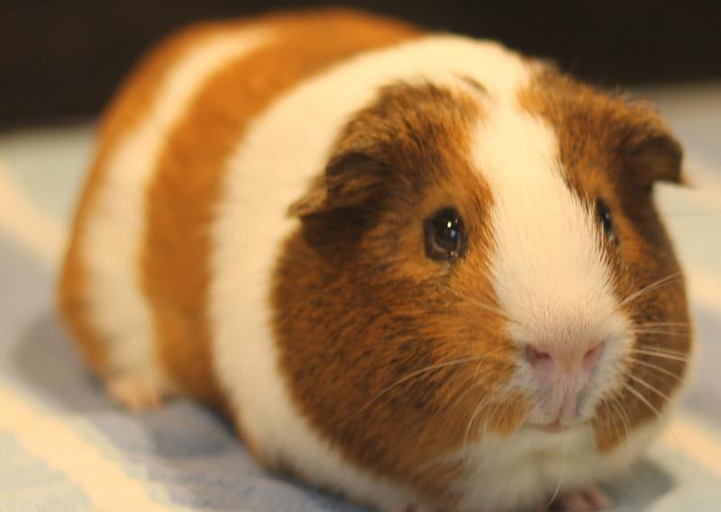 Enlarge Mango and Kiwi, a Adoptable Guinea Pig in Budd Lake, NJ image 3/6