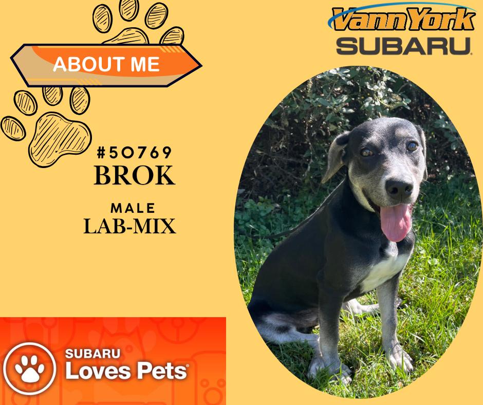 Enlarge Brok, a Adoptable mixed breed in Randleman, NC image 1/1