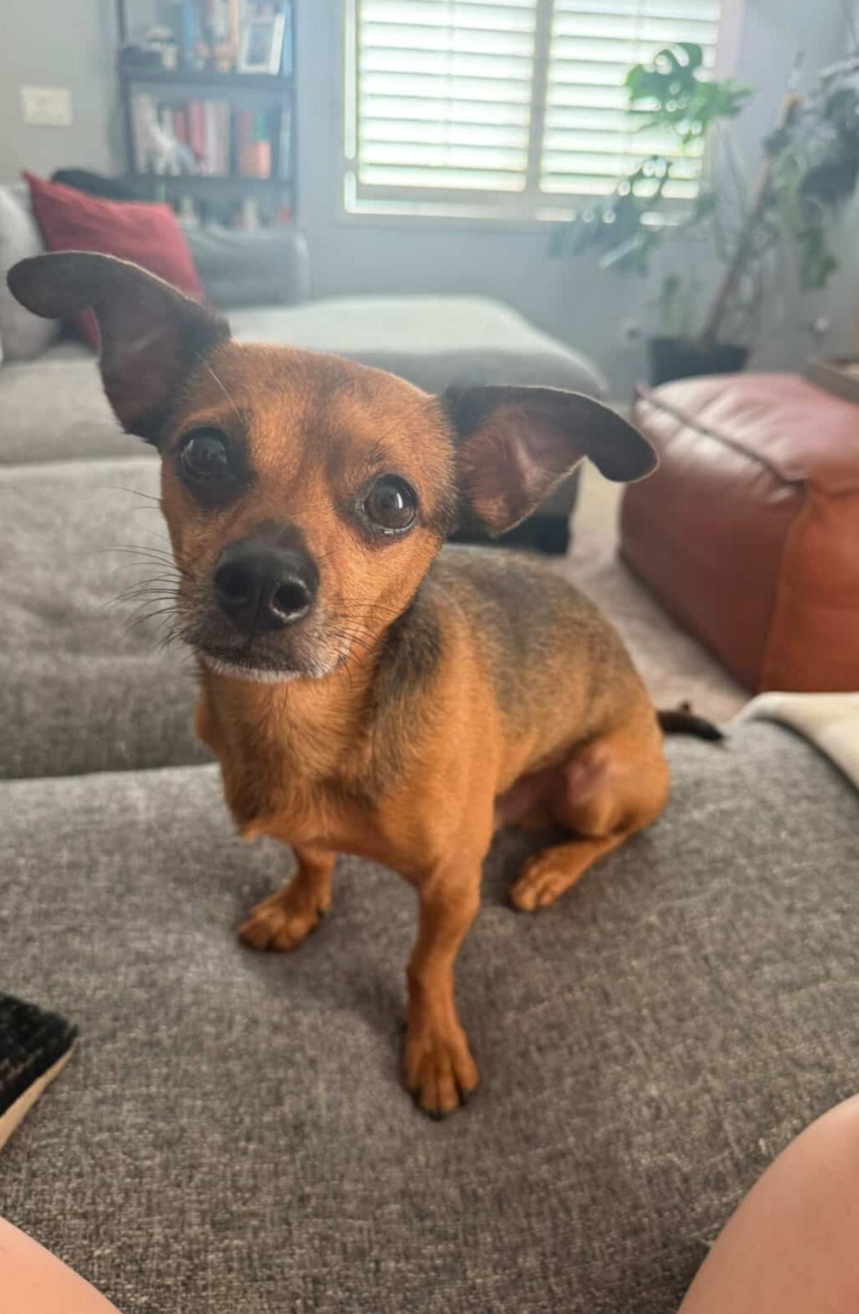 Bishop, Adoptable, Adult Male Chihuahua.