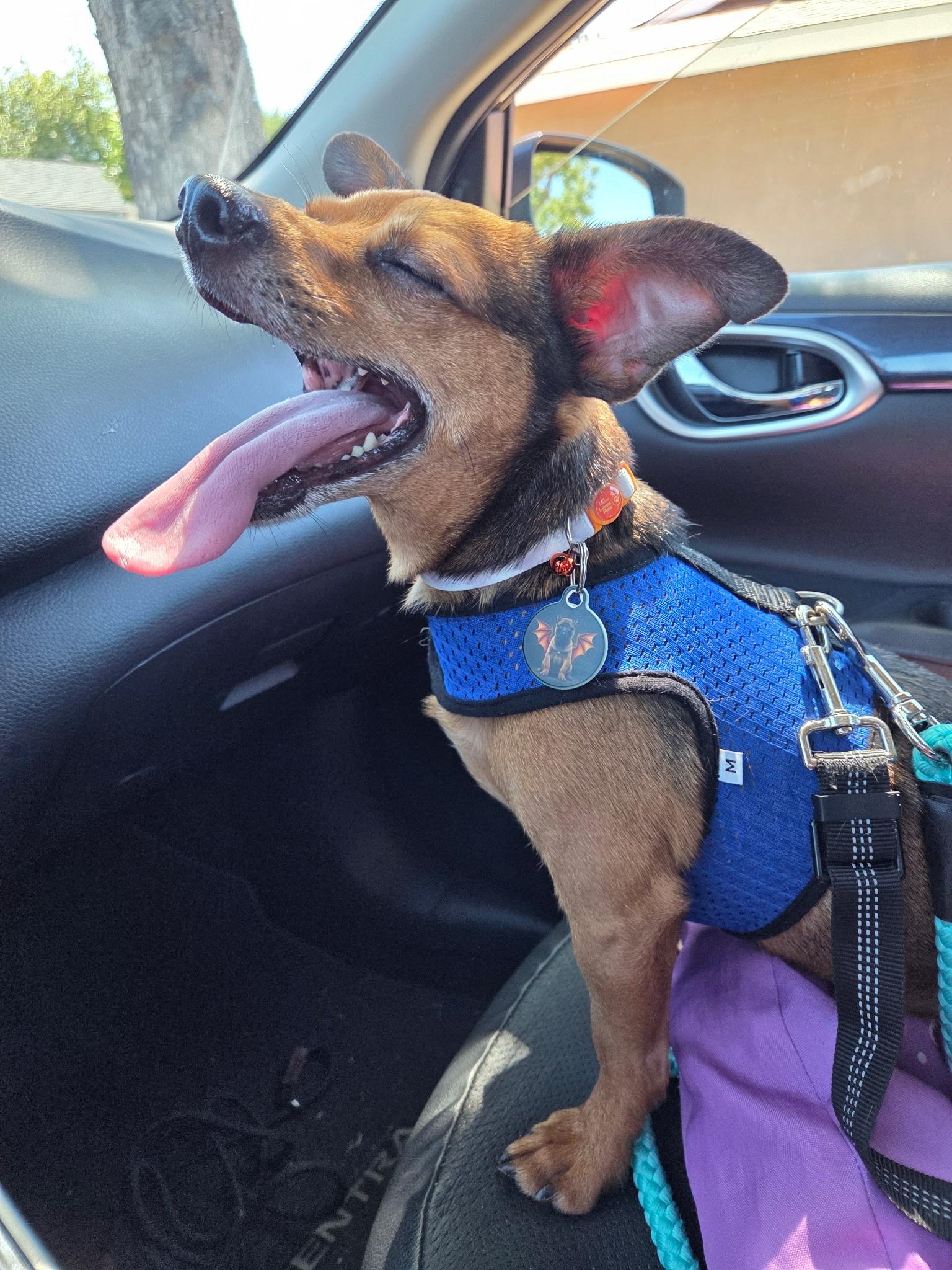 Enlarge Bishop, a Adoptable Chihuahua in San Diego, CA image 2/3