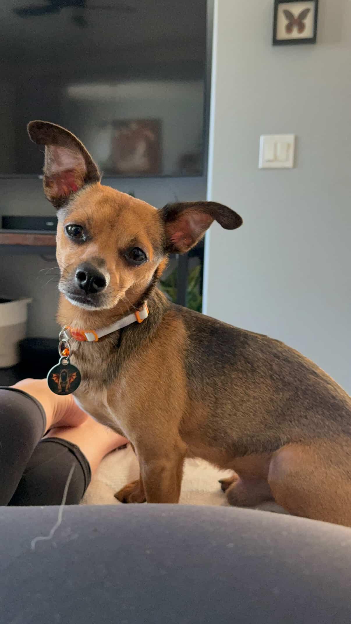 Enlarge Bishop, a Adoptable Chihuahua in San Diego, CA image 3/3