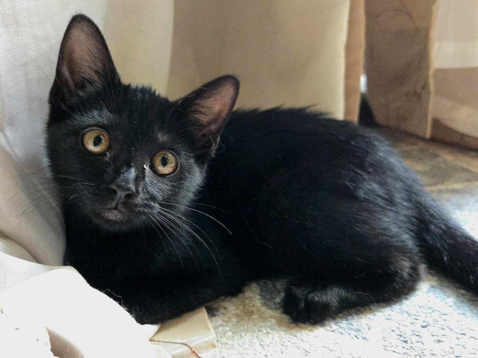 Kiterina, a Adoptable Domestic Short Hair in Woodsfield, OH image 1/3