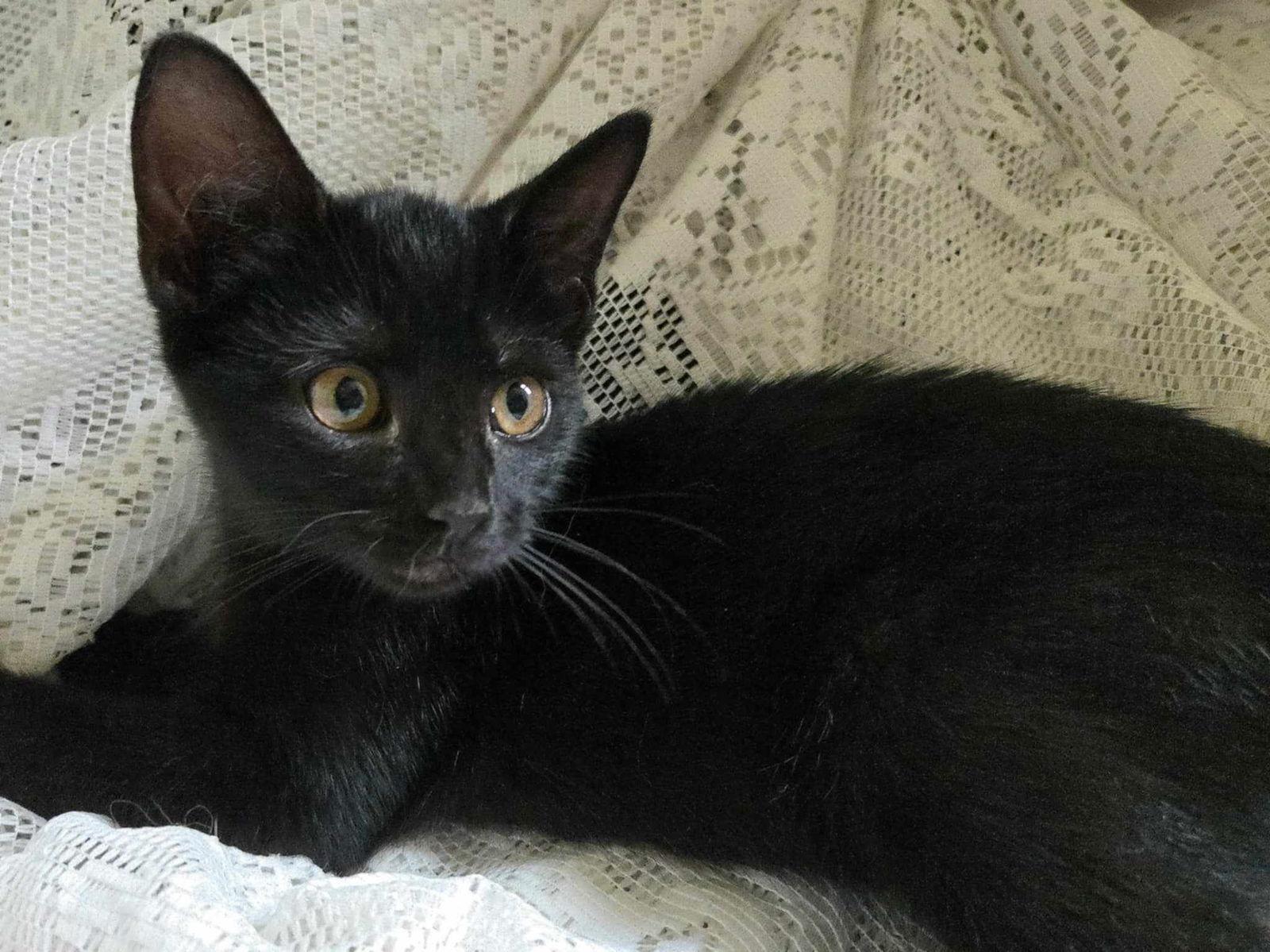 Kiterina, a Adoptable Domestic Short Hair in Woodsfield, OH image 2/3