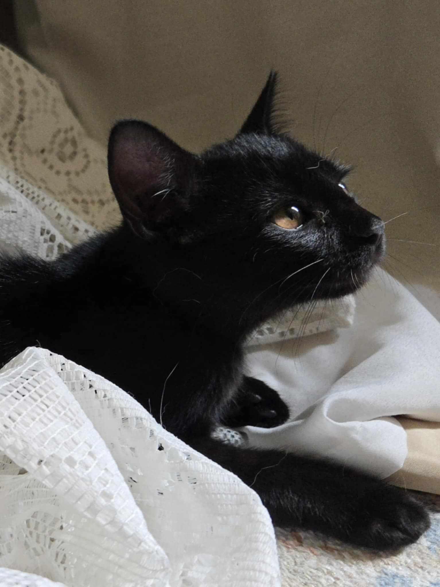 Kiterina, a Adoptable Domestic Short Hair in Woodsfield, OH image 3/3