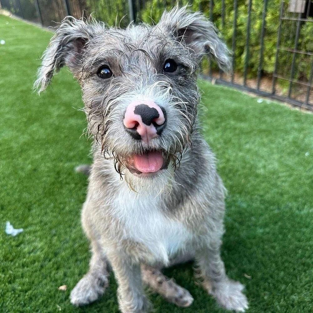 Rudy, Adoptable, Puppy Male Terrier.