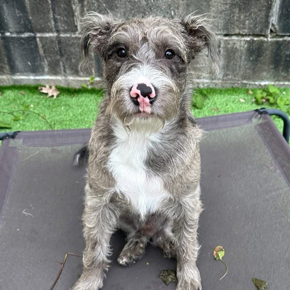 Enlarge Rudy, a Adoptable mixed breed in Bellingham, WA image 2/3