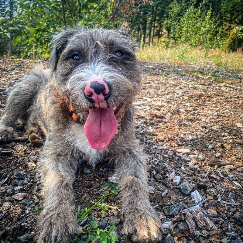 Enlarge Rudy, a Adoptable mixed breed in Bellingham, WA image 3/3