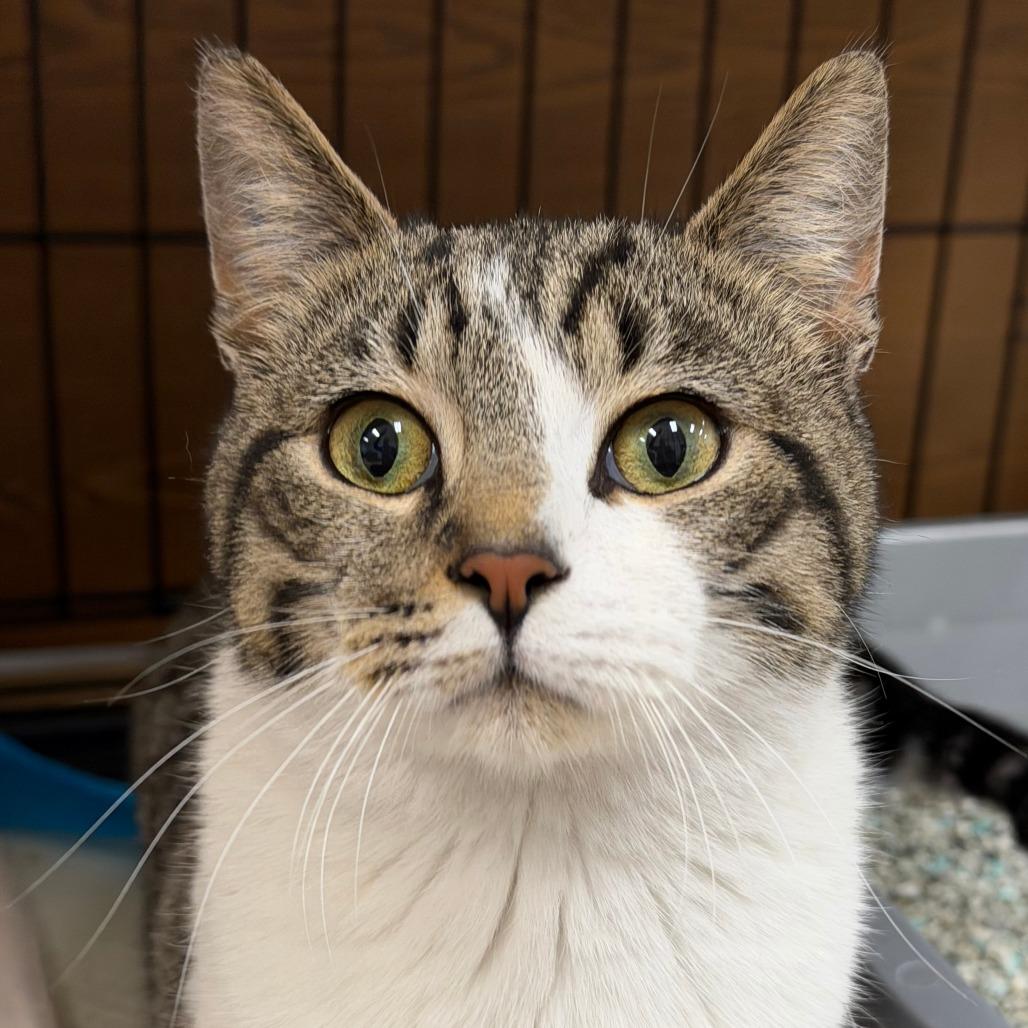 Bali, Adoptable, Kitten Male Domestic Short Hair.