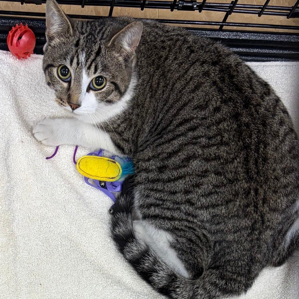 Bali, Adoptable, Kitten Female Domestic Short Hair.