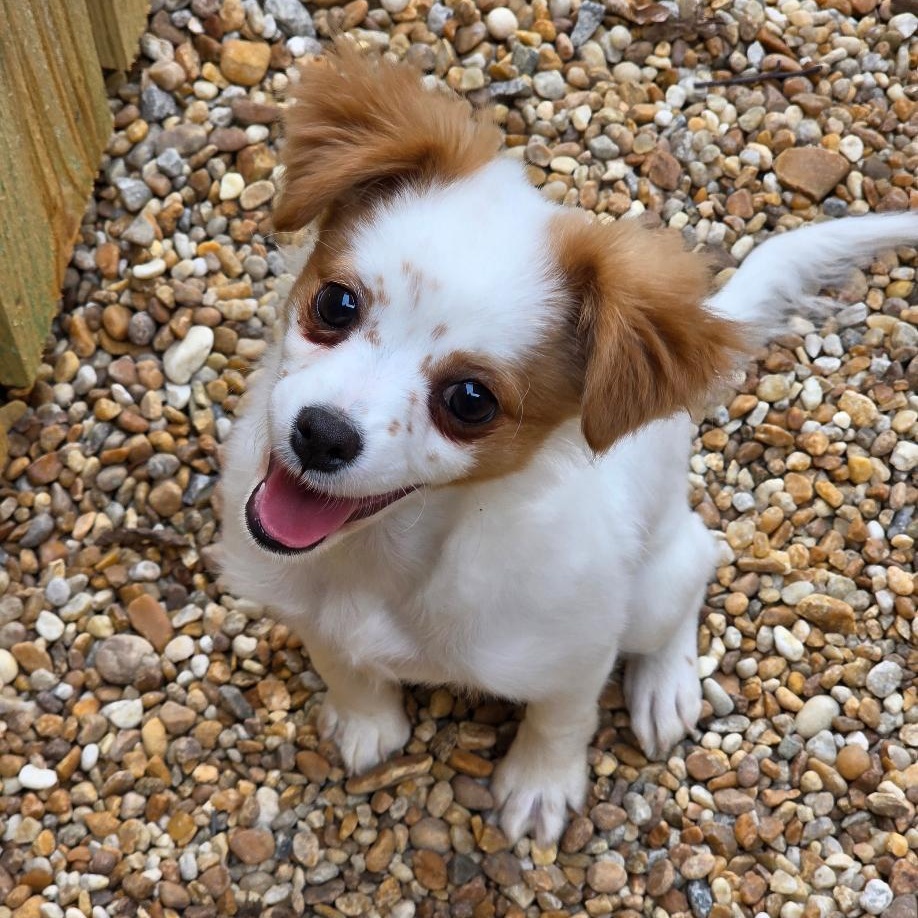 Enlarge Junne, a Adopted Chihuahua in Phenix City, AL image 1/1