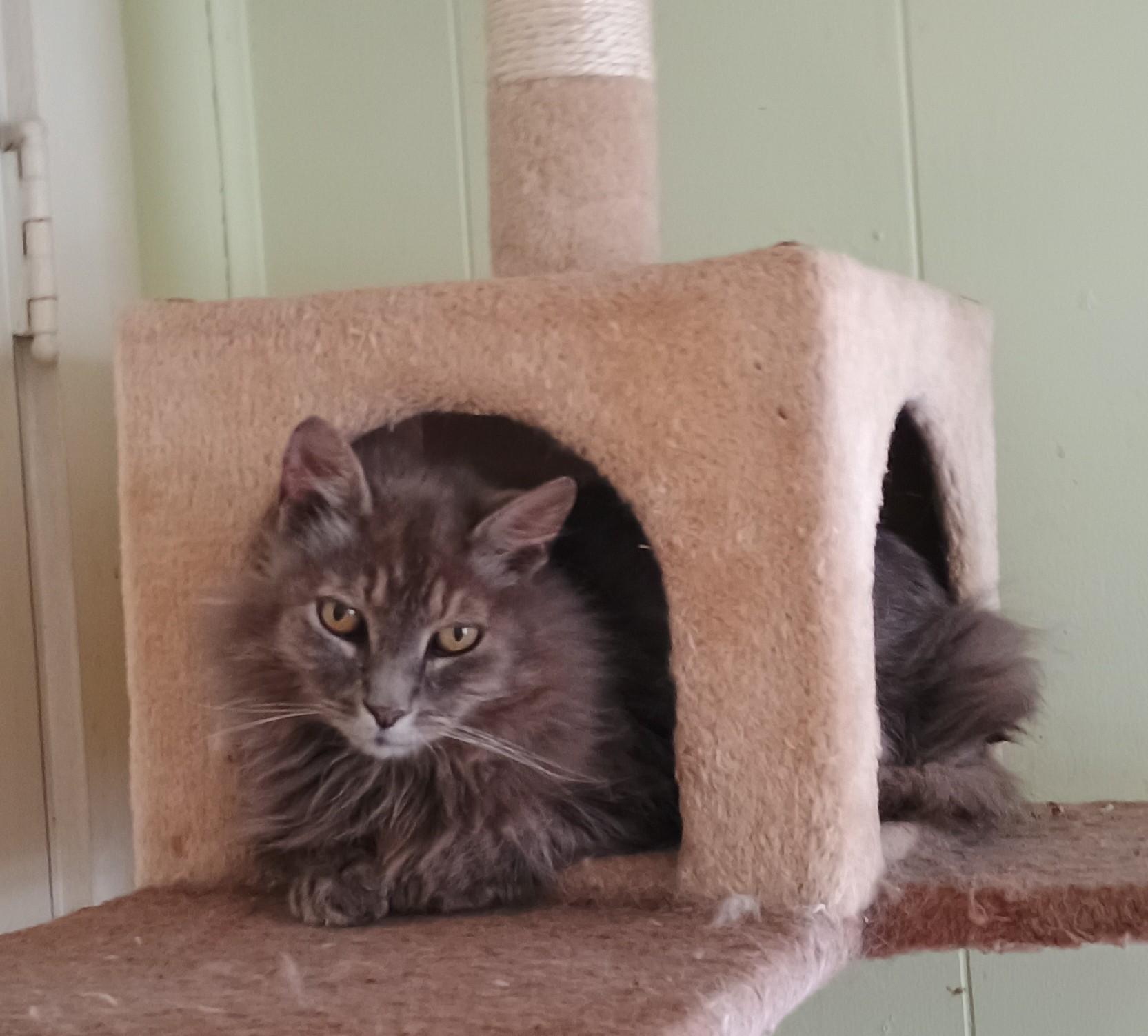 Moe - lazy & loving, adopted, Senior Male Maine Coon & Domestic Long Hair.