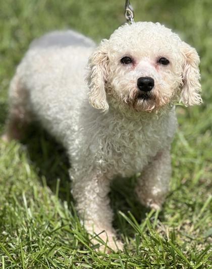Enlarge Gemma, a Adoptable Bichon Frise in Malvern, PA image 2/3