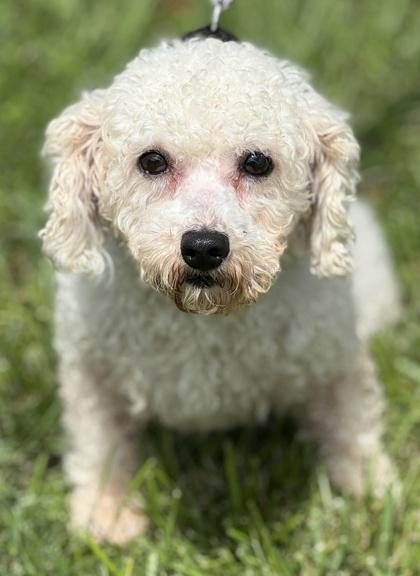 Gemma, Adoptable, Adult Female Bichon Frise.