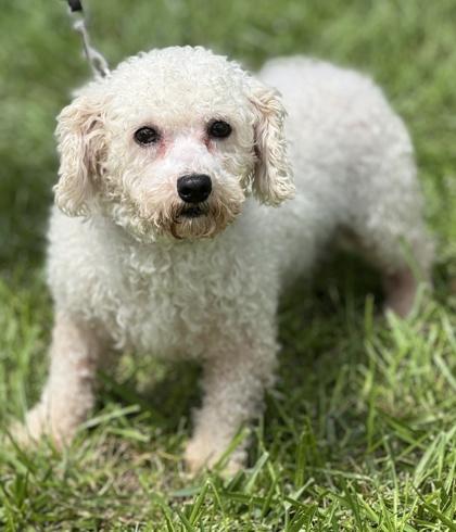 Enlarge Gemma, a Adoptable Bichon Frise in Malvern, PA image 3/3